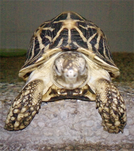 Tortoise Family Crest